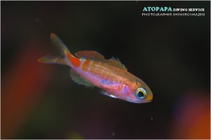 アカボシハナゴイ幼魚