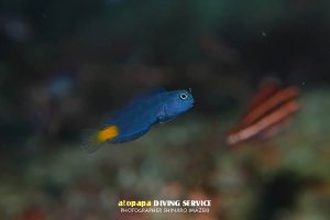 ニラミギンポ幼魚
