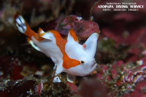 クマドリカエルアンコウ幼魚