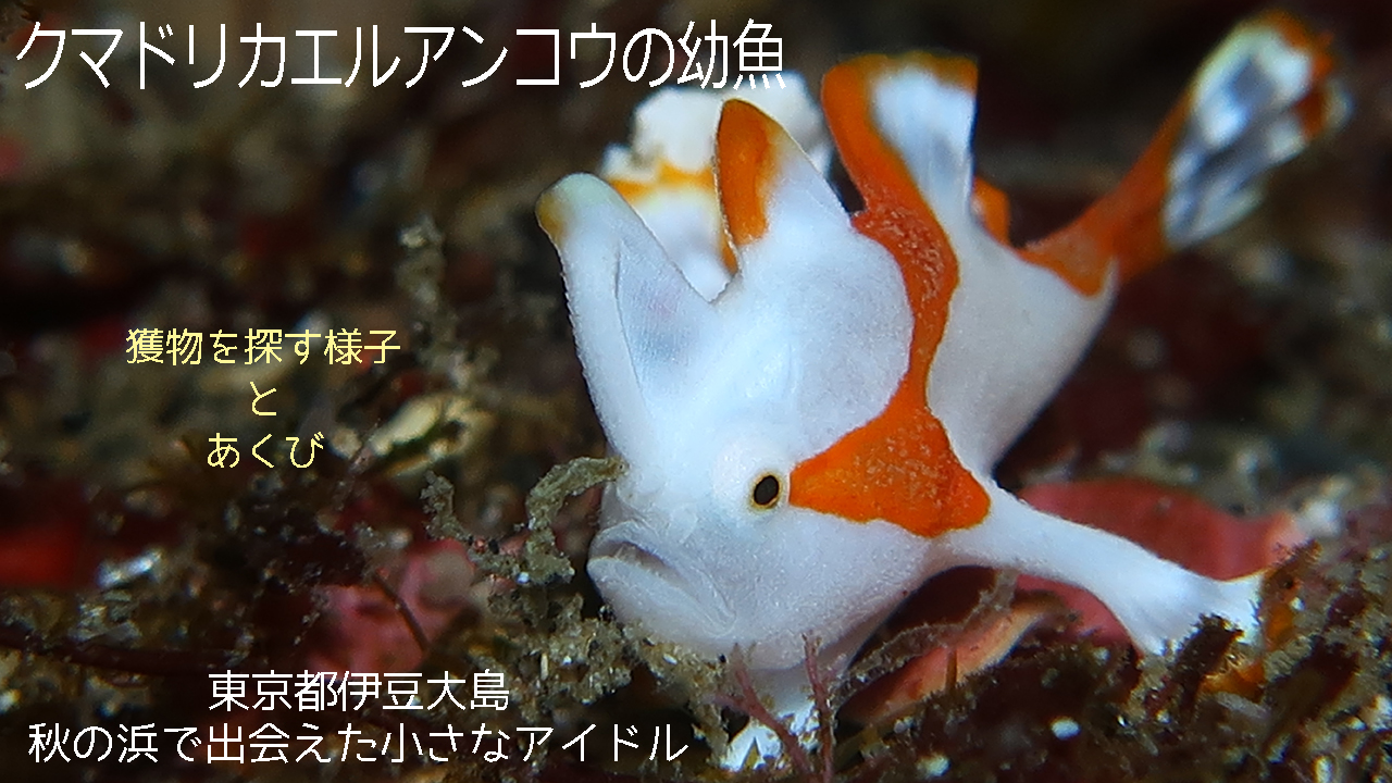 可愛いサイズのクマドリカエルアンコウ幼魚の動画です。 - 伊豆大島あとぱぱダイビングサービス-東京都大島町