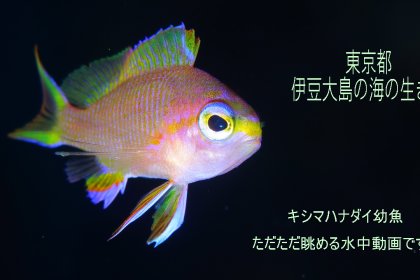 キシマハナダイ幼魚