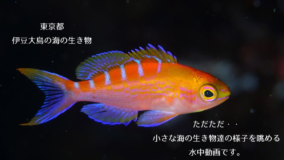 最近の撮りため動画 ただただ海の生き物達を眺めてください 伊豆大島あとぱぱダイビングサービス 東京都大島町