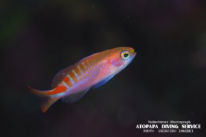 アカボシハナゴイ幼魚