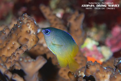 ルリメイシガキスズメダイ幼魚