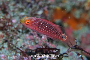トモシビイトヒキベラ幼魚