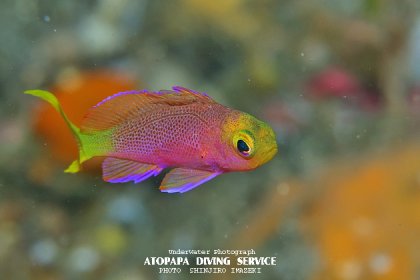 ボニンハナダイ幼魚