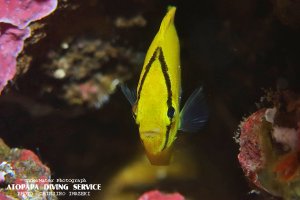 シテンヤッコ幼魚